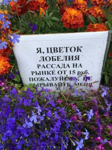 Украли цветы под окнами