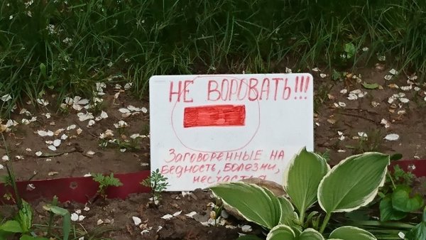 Клумба петунии Зеленстрой