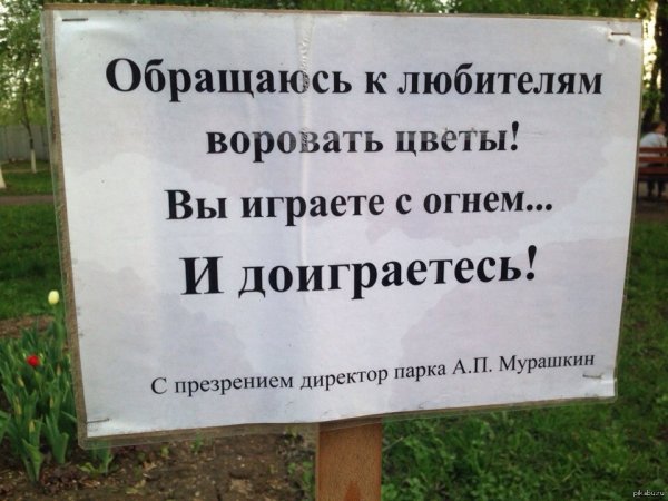 Воруют цветы с клумбы