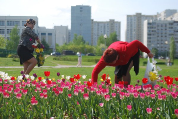 Цветочный вор