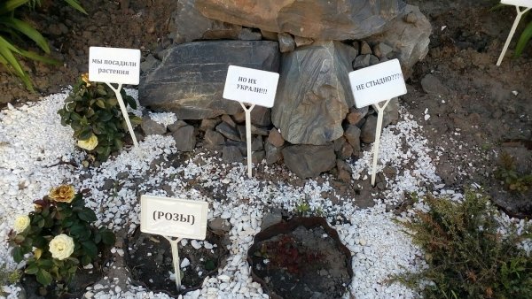 Украли цветы с клумбы