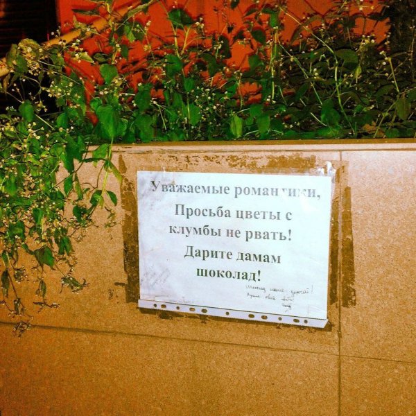 Грабитель с цветами