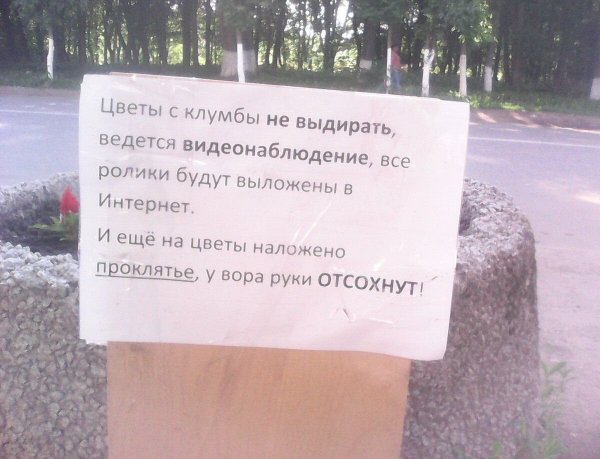 Воруют цветы с клумбы