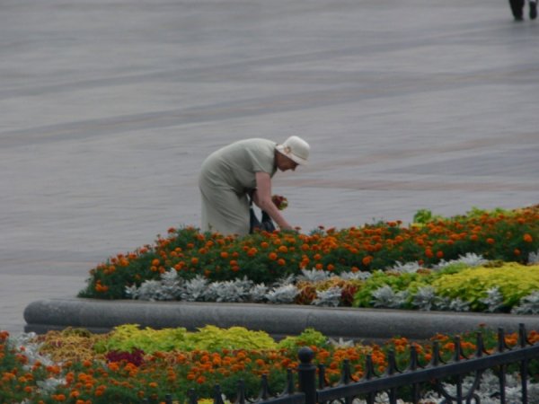 Шутки про комнатные растения