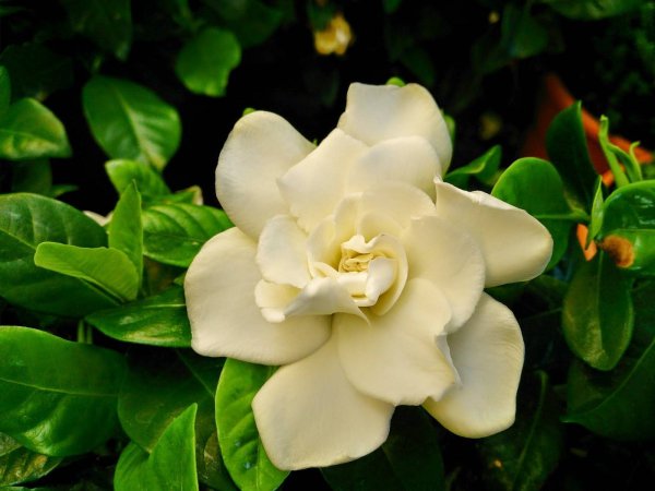 Камелия жасминовидная