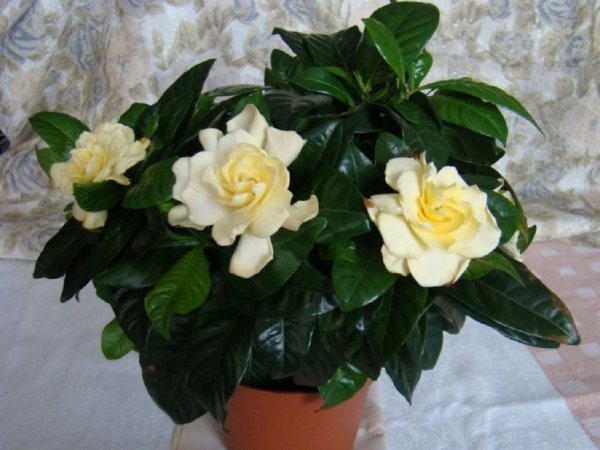 Гортензия жасминовидна