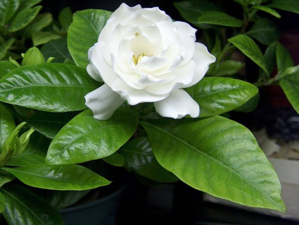 Цветок Гардения жасминовидная