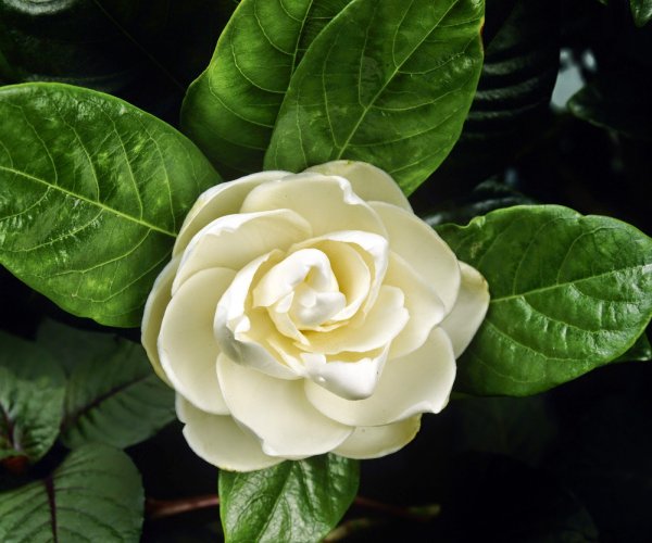 Магнолия жасминовидная