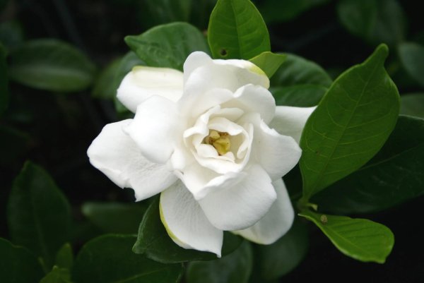 Гардения jasminoides