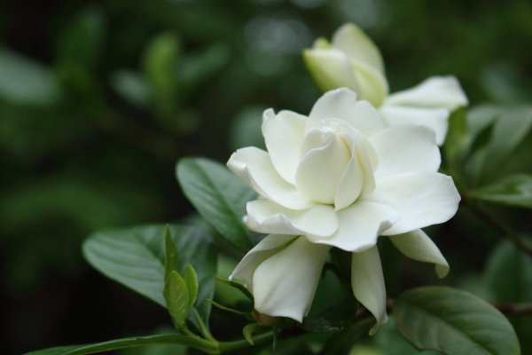 Гардения жасминовидная (gardenia jasminoides)