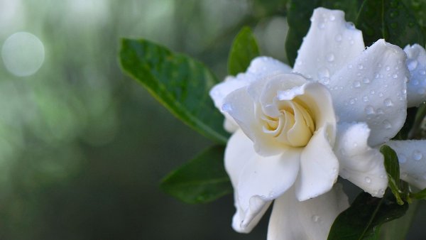 Белая Гардения цветок