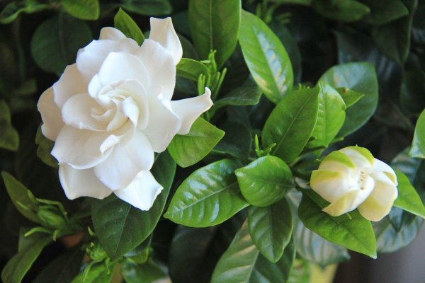 Камелия жасминовидная