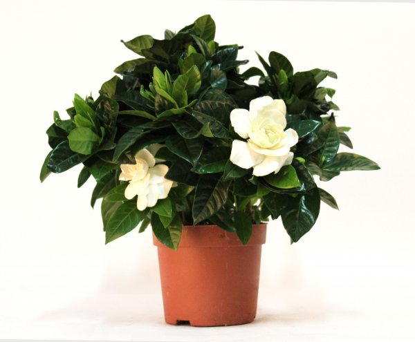 Гардения Жасминовая