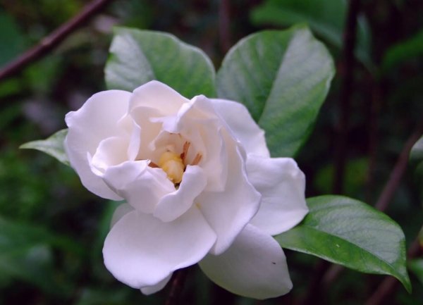 Гортензия жасминовидна