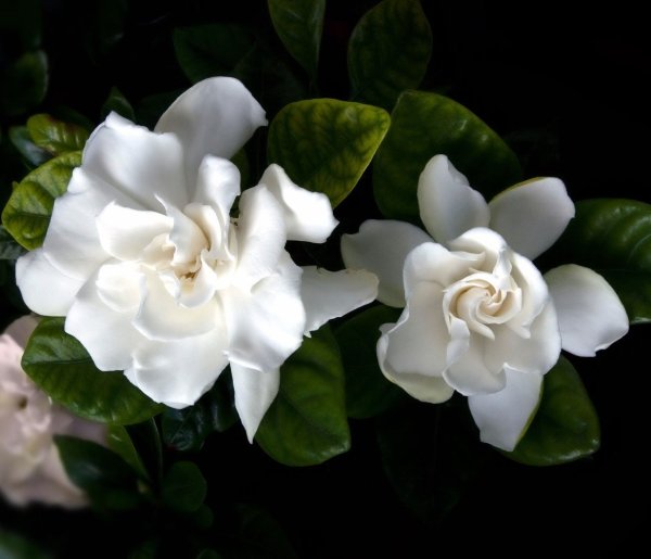 Гардения грандифлора Стар