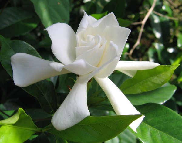 Цветок jasminoides gardenia