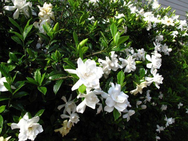 Гардения жасминовидная куст