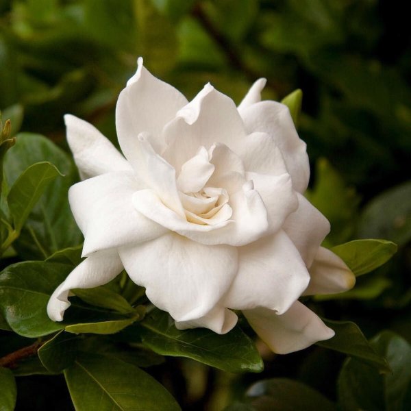 Гардения jasminoides