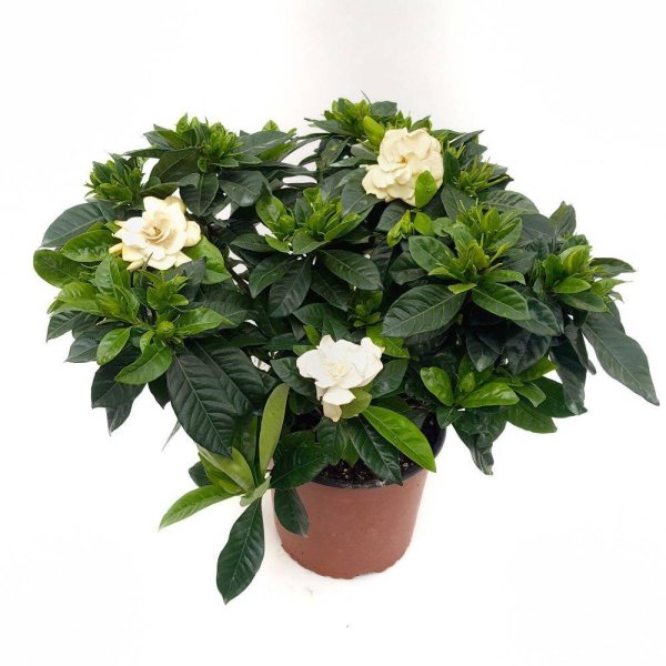 Гортензия жасминоидная