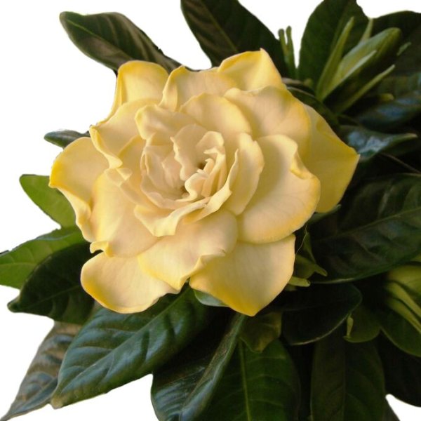 Цветок Гардения жасминовидная