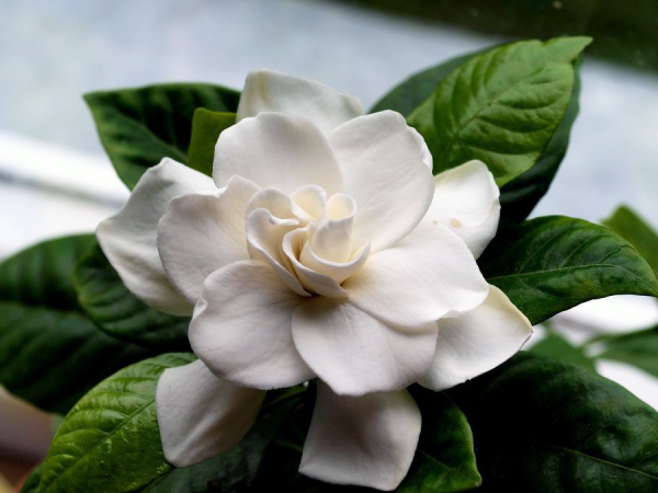 Цветок Гардения жасминовидная