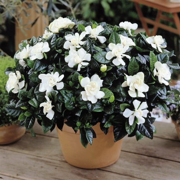 Гортензия жасминовидна