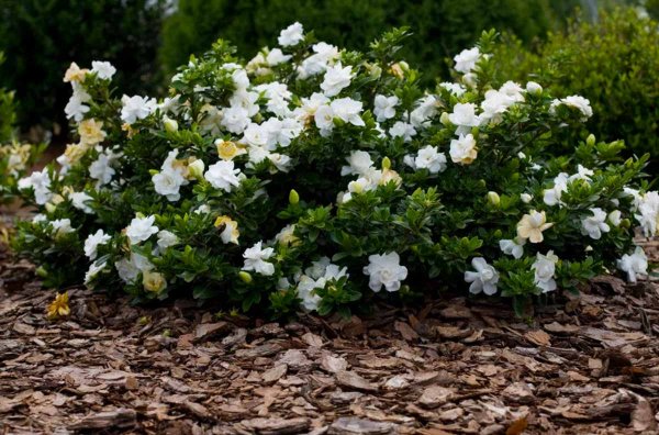 Гардения жасминовидная куст