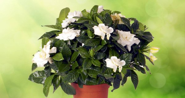 Гардения Табернемонтана жасминовидная