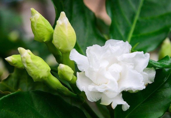 Гардения кайларсения