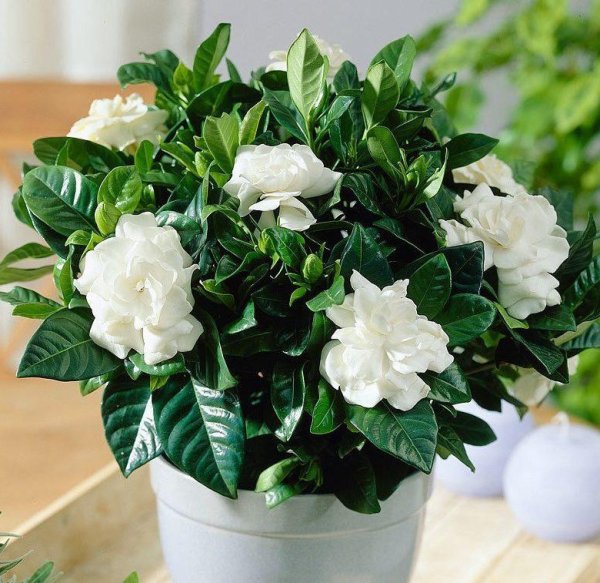 Гардения jasminoides