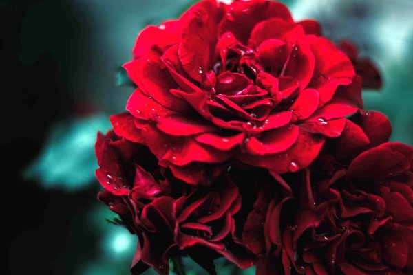 Бордовые цветы