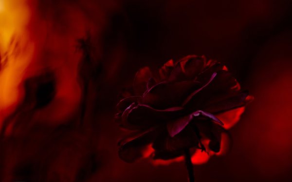 Роза бордовая