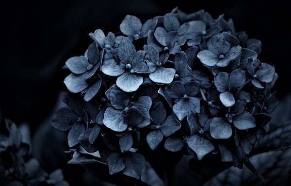 Гортензия Блэк Найт