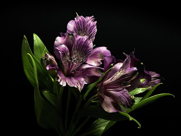 Альстромерия дарк пурпле