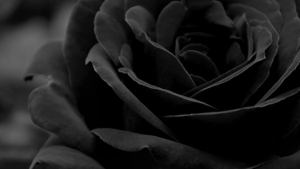 Черное фото