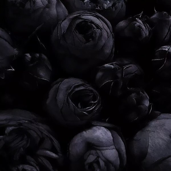 Цветы чёрно белые