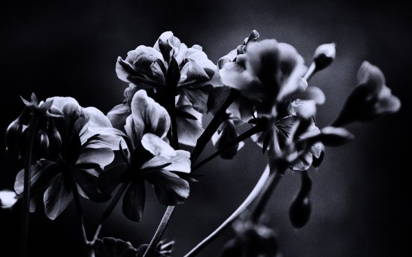 Темно фиолетовые цветы