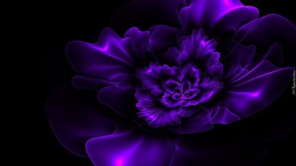 Роза дарк перпл Эстетика