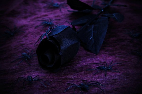 Сиреневые цветы