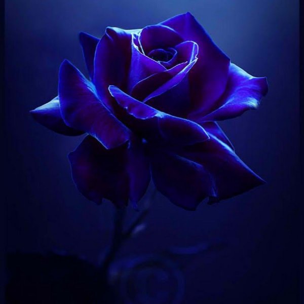 Цветы чёрно белые