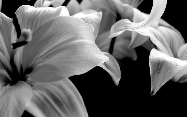 Роза фиолет вельвет