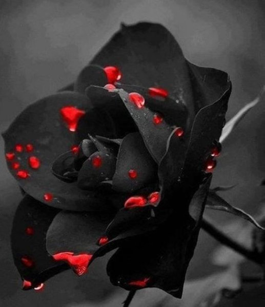 Букет роз на черном фоне