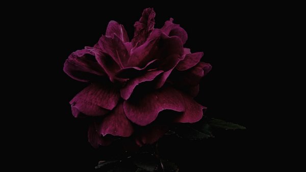 Цветы на черном фоне