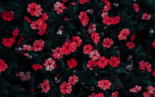 Темно фиолетовые цветы