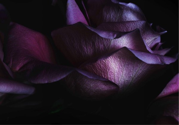 Бордовые цветы