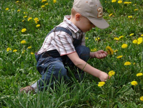 Дети собирают цветы на лугу