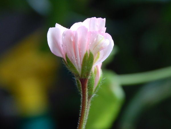 Цветок молодости