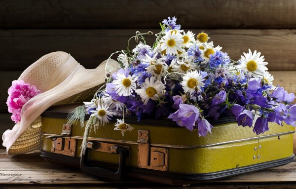 Поле тюльпанов