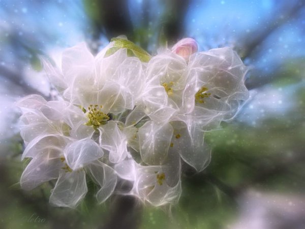 Цветущая ветвь яблони