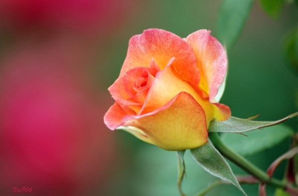 Изобразительное искусство Юность и надежды